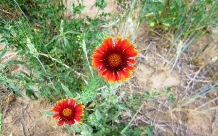 Blanket flowers are one of flowers seeded on the Drake ranch.