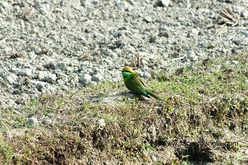 Green Bee-eater.