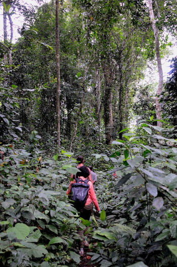 6.- En busca de miel - Pigmeos y Gorilas, un paseo por la selva centroafricana (1)