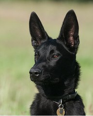 'Bolt' Trainee Police Dog