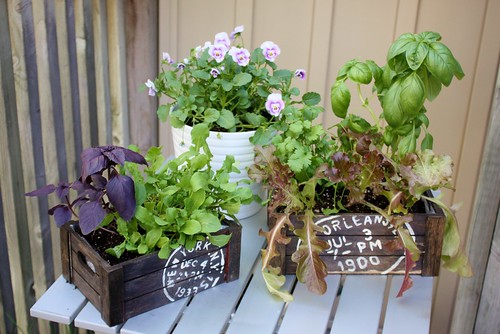salad-planter