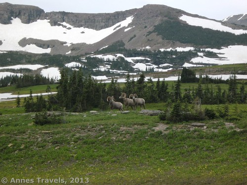 Bighorn Sheep in the meadow near the beginning of the Hidden Lake Trail, Glacier National Park, Montana