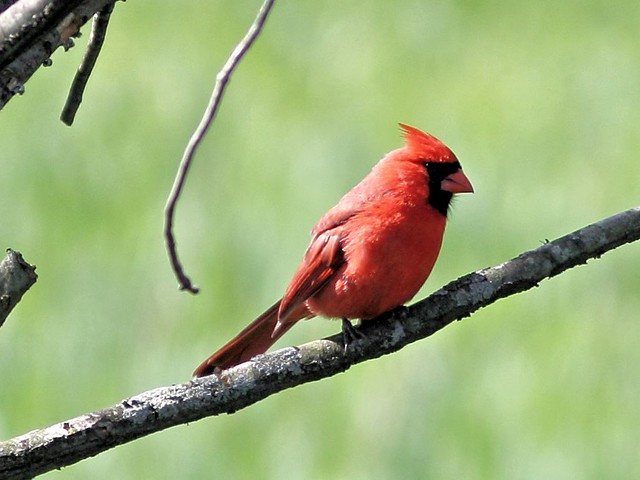 Northern Cardinal 20130513