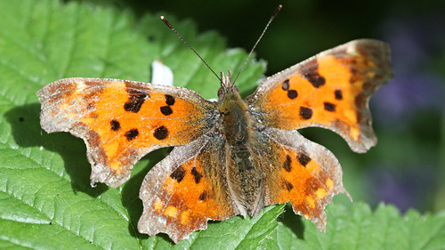 Comma butterfly, Polygonia c-album