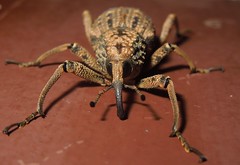 Japanese Giant Weevil 