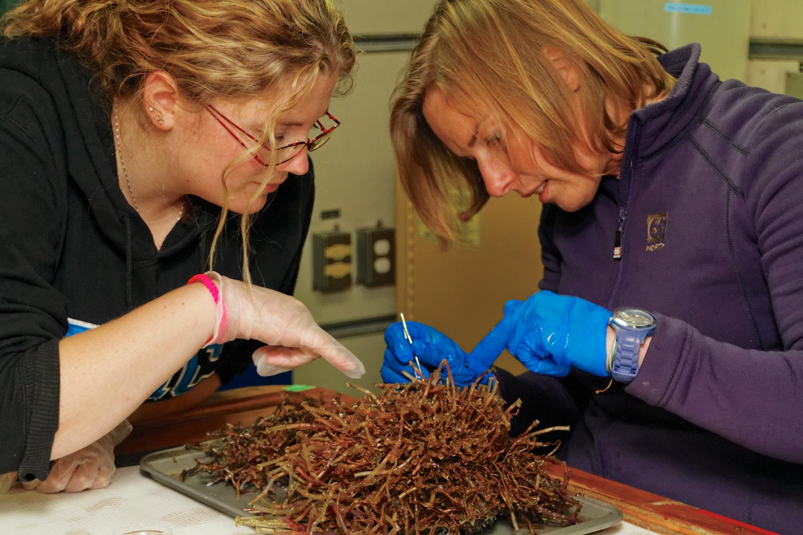 Clio Bonnett (ONC) assists Daphne Cuvellier (Ifremer) with the processing of a tubeworm cluster from the Endeavour Hydrothermal Vent Field. June 22, 2013. Photo by Ed McNichol.