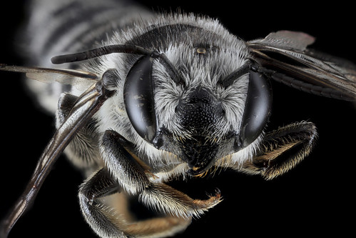 Megachile texana, F, Face, MD, Baltimore_2013-06-25.18.04.49 ZS PMax