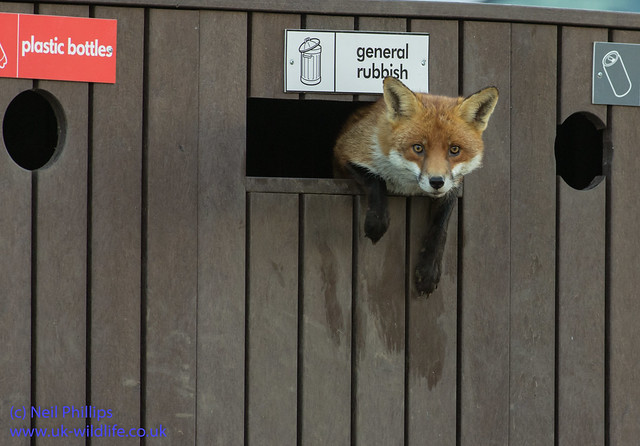 fox in a bin