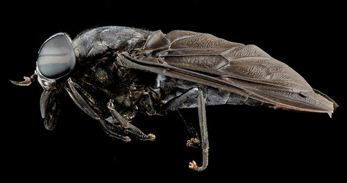Horse fly, U, Side, MD_2013-08-21-16.22.32 ZS PMax
