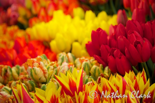 Pike Place Tulips (2)