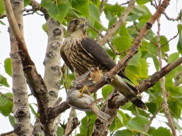 Merlin with House Sparrow Prey in Gridley, IL 27