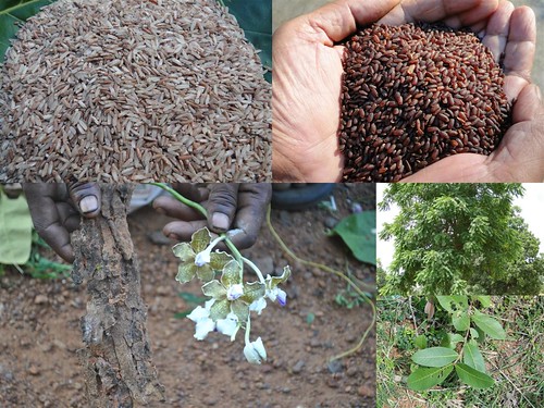 Traditionally Validated Medicinal Rice Formulations for Diabetes and Cancer Complications and Revitalization of Pancreas (TH Group-141 special) from Pankaj Oudhia’s Medicinal Plant Database by Pankaj Oudhia
