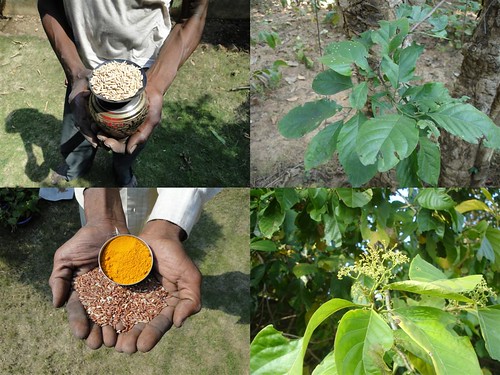 Medicinal Rice Formulations from Pankaj Oudhia’s Medicinal Plant Database by Pankaj Oudhia