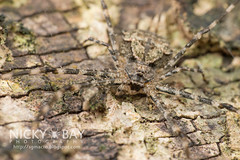 Two-Tailed Spider (Hersiliidae) - DSC_3393
