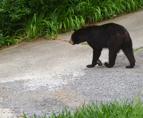 bear in the driveway