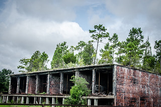 Trees Growing on a Building in Miley