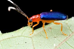 Coleoptera (Indonesia)
