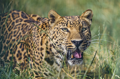 Leopard in the grass again by Tambako the Jaguar