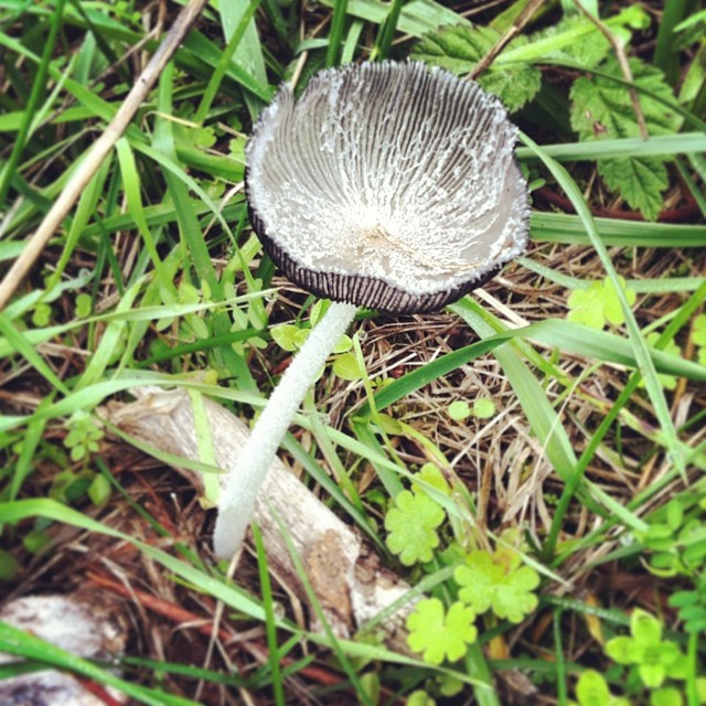 little mushroom