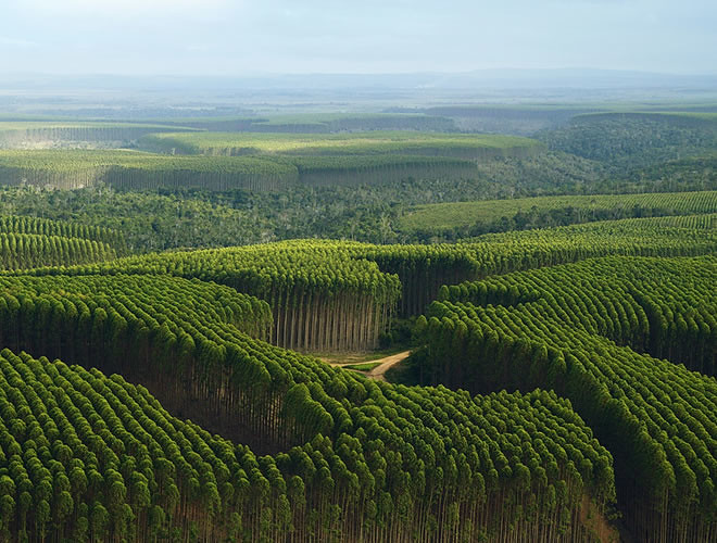 Resultado de imagem para floresta de eucalipto