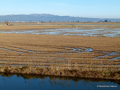 Spain; Ebro Delta, January 2015