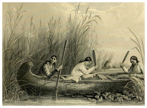 014-Cosechando arroz salvaje-The Indian tribes of the United States..1884-H. R. Schoolcraft