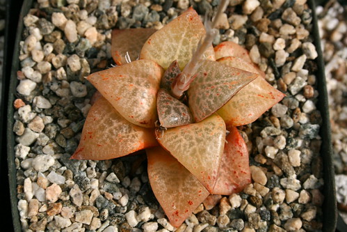 Haworthia comptoniana 'Pelser Form' by hanzrobo