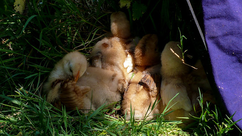 Sleeping chicks