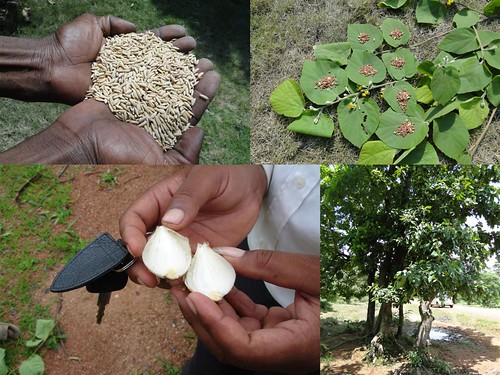 Medicinal Rice Formulations for Diabetes Complications, Heart and Liver Diseases (TH Group-62) from Pankaj Oudhia’s Medicinal Plant Database by Pankaj Oudhia