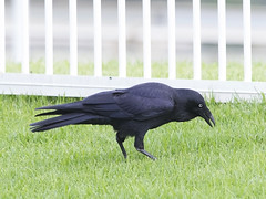 Crow - 04