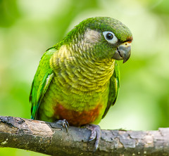 Parrots (Psittacidae)