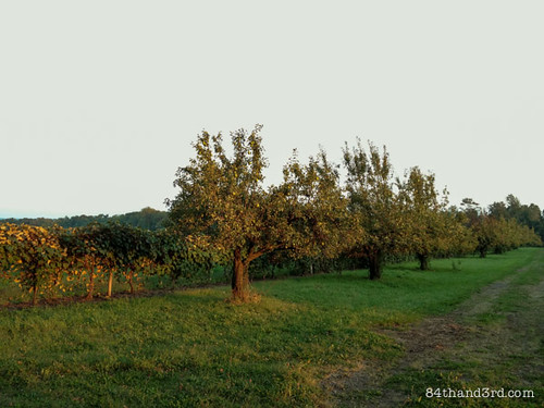 Vineyard and orchard