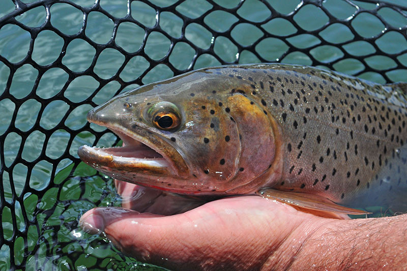 Cutthroat Trout caught on a Flyfishing Lure, Vancouver Island, British Columbia, Canada.