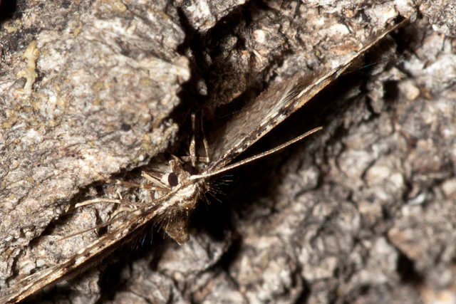 ハネナガカバナミシャク　Eupithecia takao