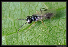 Hymenoptera/Dryinidae