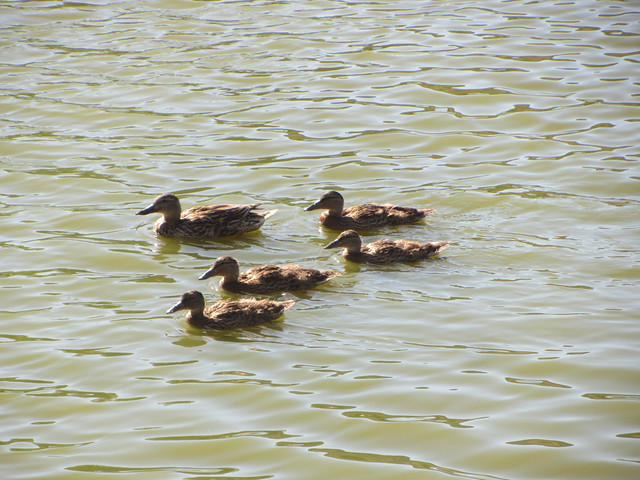 ducklets