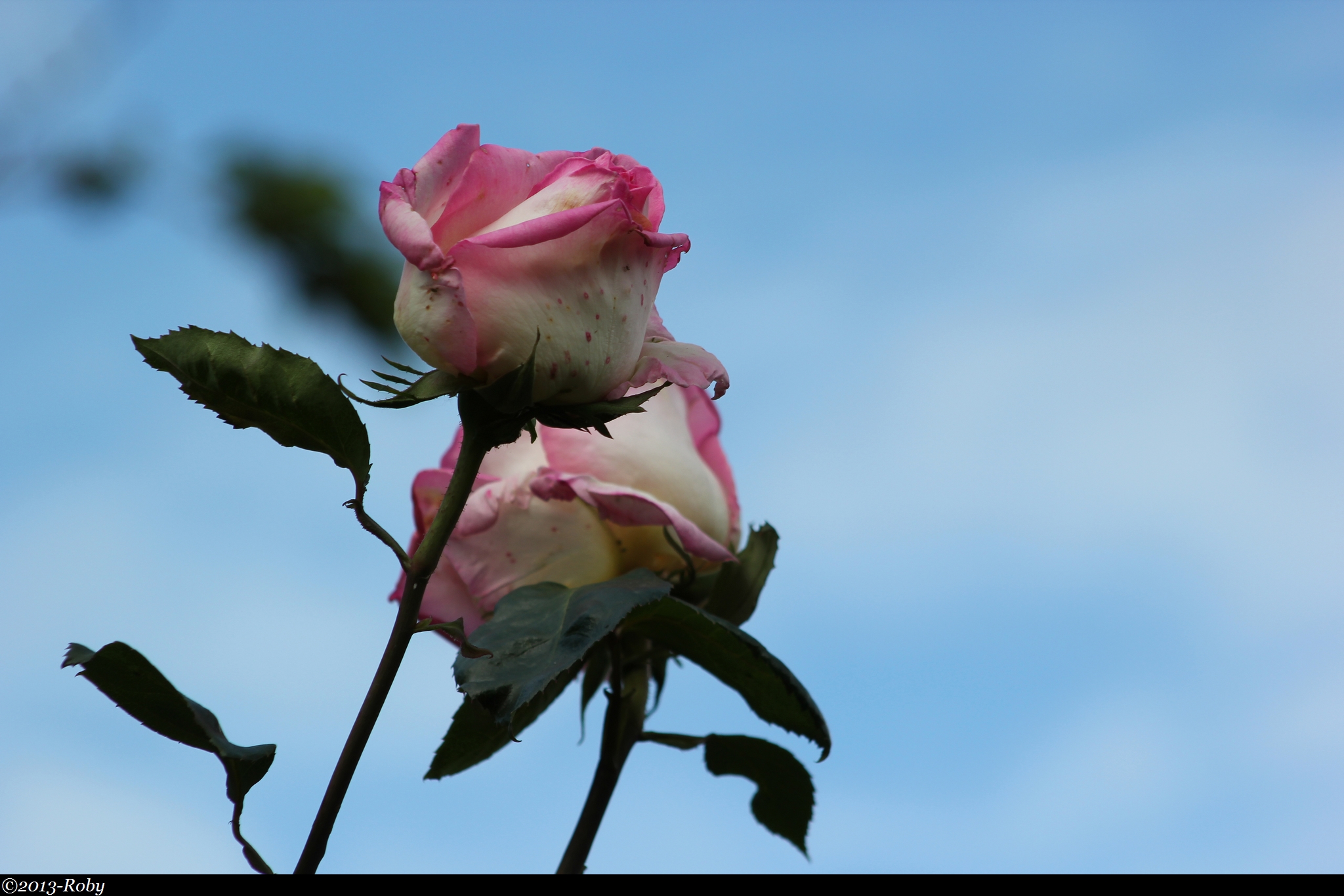 Roses- photos 2013-Roby (1)