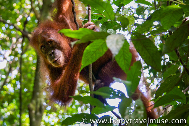 Orangutan in Bukut Lawang