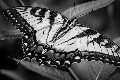 Schmetterling by kenfagerdotcom