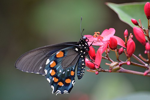 Pipevine Swallowtail is sipping Spicy Jatropha nectar