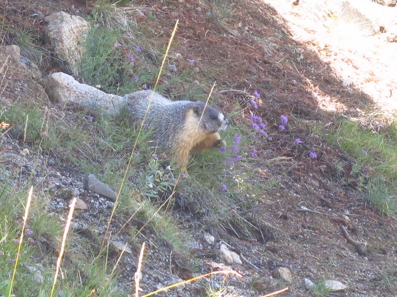 yellow-bellied marmot eating mountain pennyroyal near rae lakes