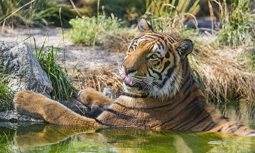 Noah having a bath by Tambako the Jaguar