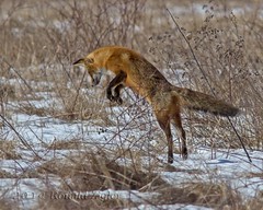 Fox Hunting (the other kind)