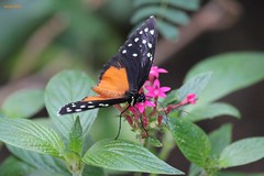 Schmetterlingsgarten Eifilia in Ahrhütte