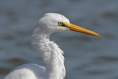 Egret-Heron-Spoonbill-Ibis