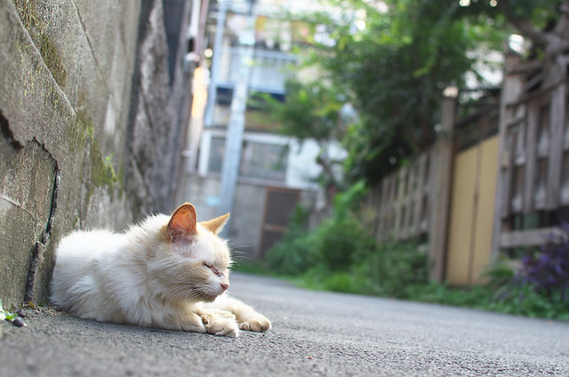 東京路地裏散歩 2013年8月7日 池袋・雑司が谷
