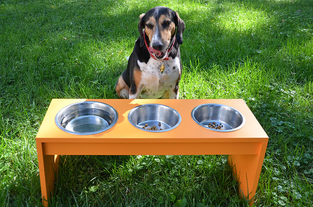 DIY dog feeder