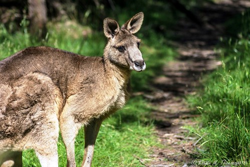Large male Eastern Grey Kangaroo