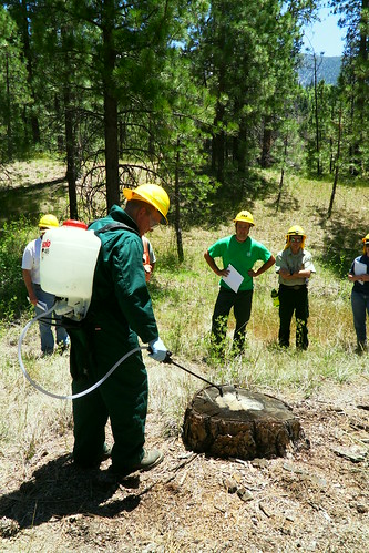 David Bakke, pesticide use specialist and Invasive Plants Program manager, demonstrates how to treat a stump to prevent root disease infection. (U.S. Forest Service/Meghan Woods)