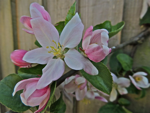 Apple Blossom Time at Last! by Irene_A_